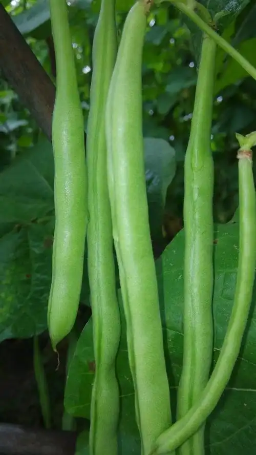 >自家秋季四季豆