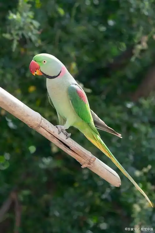 鹦鹉是一种广受欢迎的宠物鸟类,因其聪明,活泼,色彩鲜艳而备受喜爱.