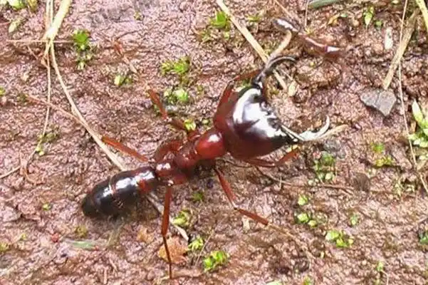 揭秘巨型蚂蚁生存技巧