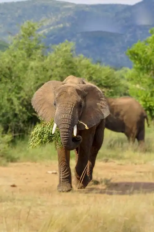 大象嘴巴咬着一把树叶,这是送去给谁吃呢?像个快递小哥.