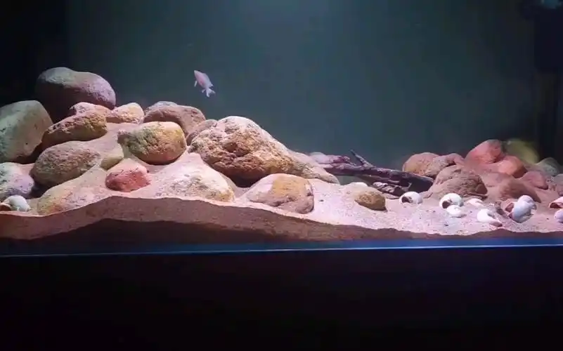 三湖慈鲷 坦湖 卷贝 鱼缸造景_哔哩哔哩_bilibili