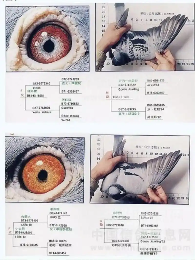 詹森种鸽八大配对#信鸽赛鸽 #鸽子信鸽 #鸽子 - 抖音