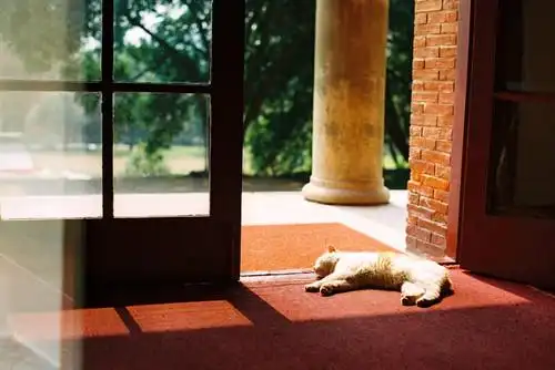 慵懒的午后阳光