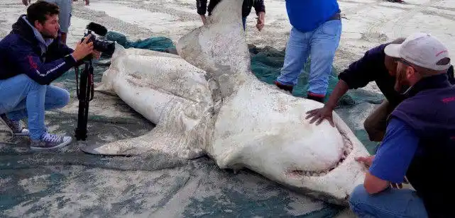 为什么大白鲨碰到虎鲸只能乖乖被咬撞翻窒息掏肝一气呵成