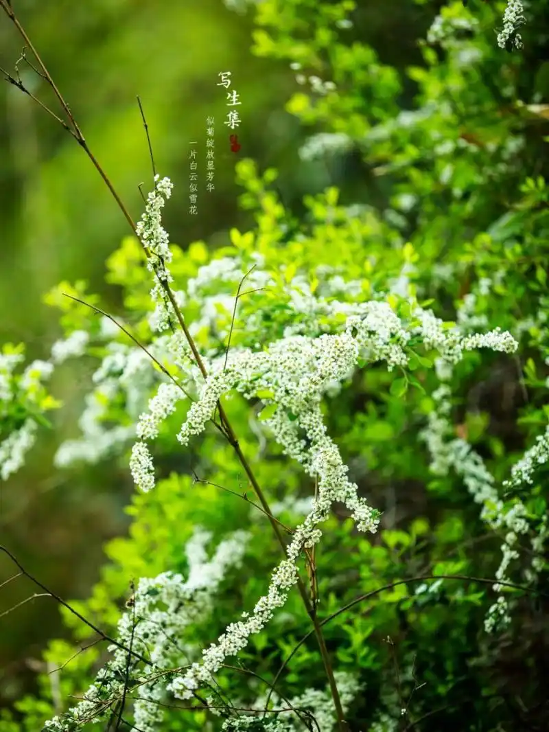 珍珠绣线菊(学名:spiraea thunbergii bl.