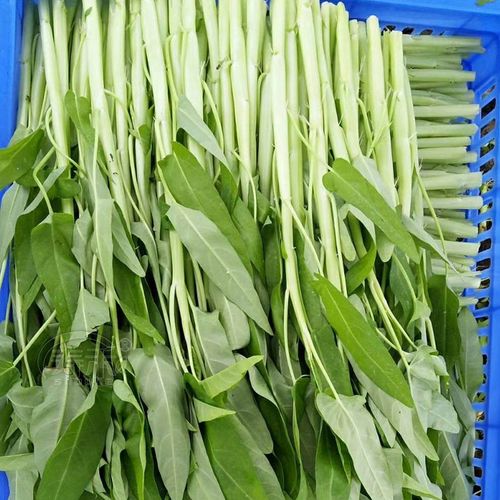 白梗空心菜种子通心柳叶种籽南方博白四季蔬菜家庭园艺种子