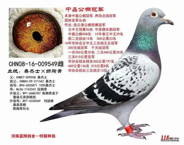 本舍公棚冠军_河南蓝翔鸽舍_ ag188.com爱鸽商城_中国信鸽信息网