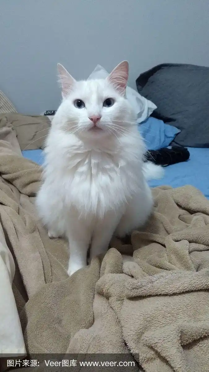 土耳其安哥拉猫