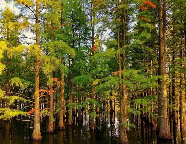 止马岭水杉林隐秘于丛林深处,一派原始森林,草木茂密,山幽林静_六合