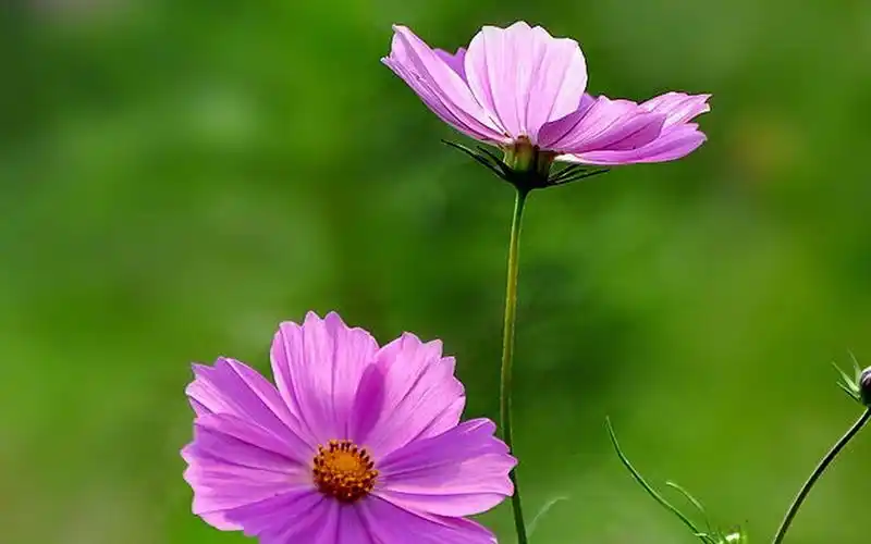 清新护眼红色花卉图片电脑壁纸-植物壁纸-壁纸下载-美桌网