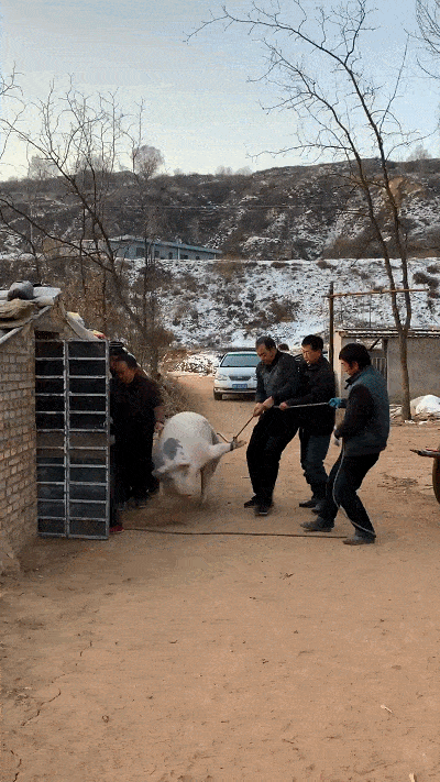 东北老妹儿丨现场直播杀猪菜必须安排