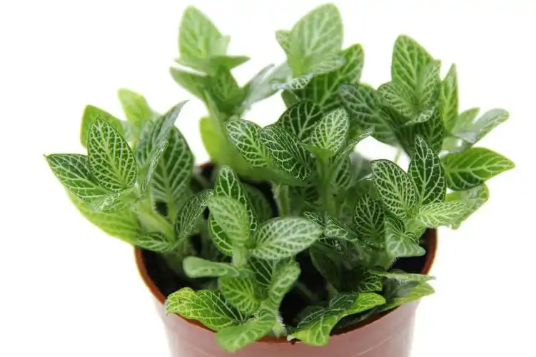 微景观植物 白色网纹草 白天使网纹草 80号盆 室内迷你小盆栽