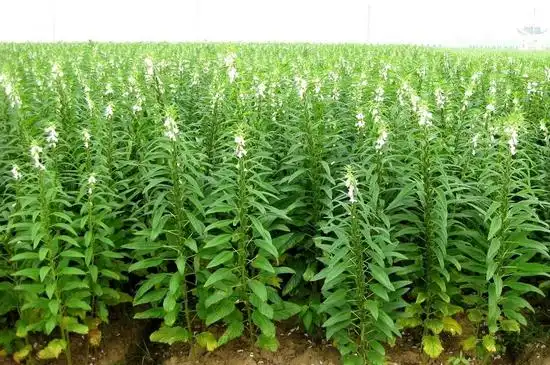 芝麻新品种中芝13社会经济效益显著