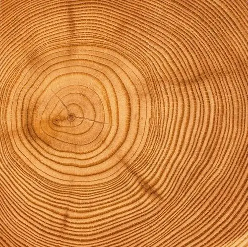 圆形年轮木头纹理背景高清图片