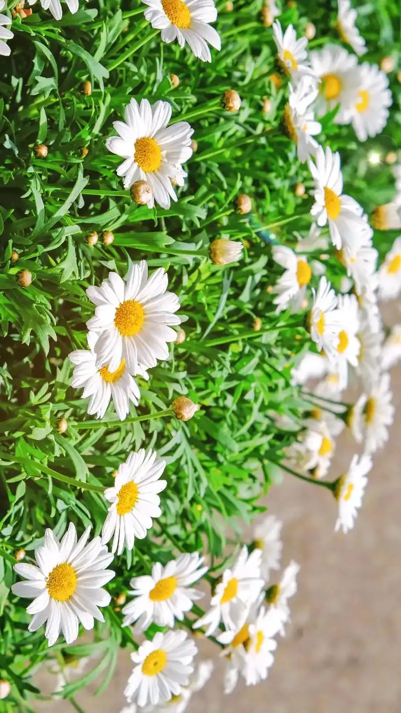 如果感到生活很累,不妨试试小雏菊壁纸!"雏菊的花语:纯洁的美 - 抖音