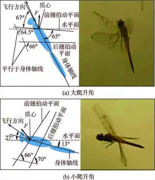 蜻蜓爬升过程飞行特征实验研究