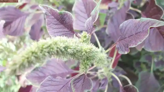 苋菜种植时间和方法,苋菜种植如何过冬(苋菜种植只需做到2点)