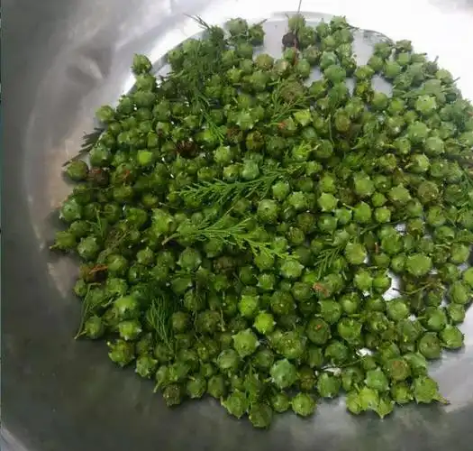 说有助眠的作用,还发现上面好多人在卖柏树籽,新鲜采摘的柏树籽一斤的