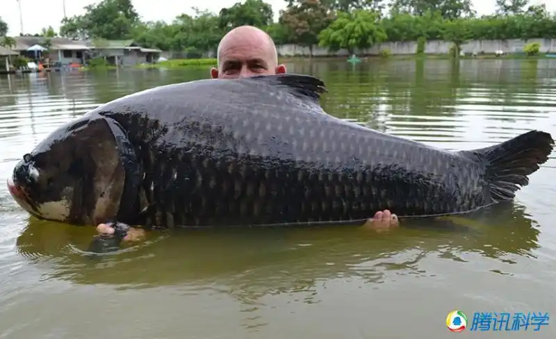 盘点那些犹如怪兽的超级大鱼_央广网