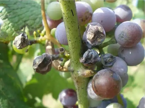 葡萄酸腐病和白腐病的区别与防治