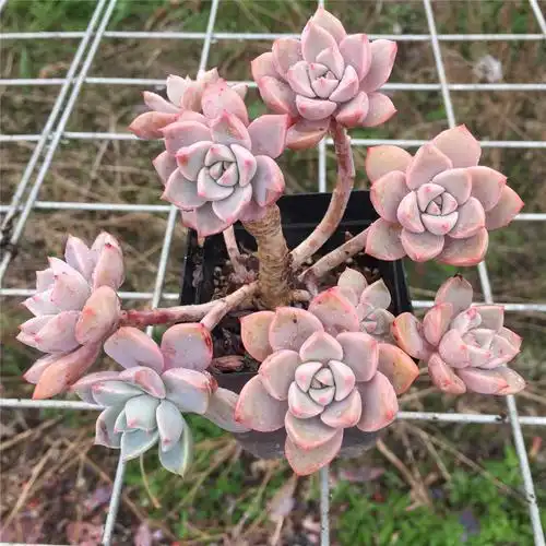 红粉佳人粉红色多肉植物三年年老木质化桩子多头群生多肉植物