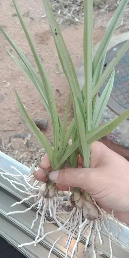 叶子像兰花的叶子.请问是什么植物?