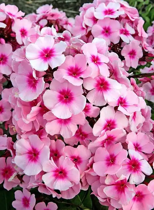 17种宿根福禄考夏季里最佳的观花植物