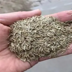 广西紫羊茅种子园林绿化矮生草坪常用草籽草种批发