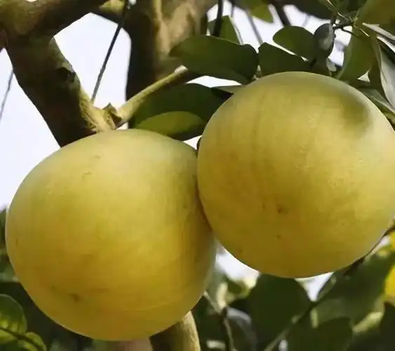 连南引进多个水果新品种快来看看有没有你喜欢的