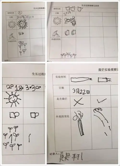 这是我们记录的番茄生长过程.