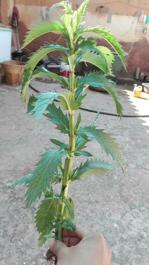 请问这是鸦片树吗