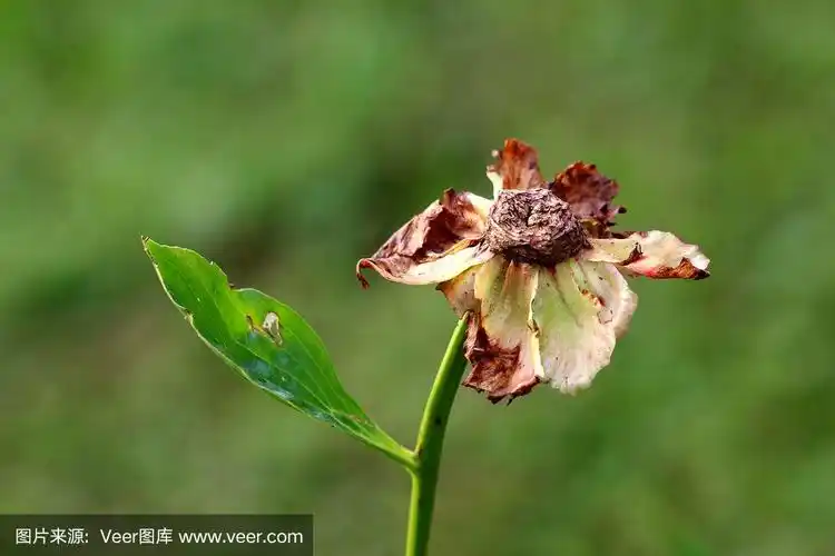 干枯的百日草,部分花瓣落在城市花园中