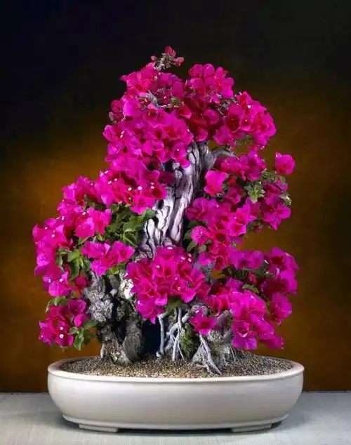 世界上最美的34个盆景,第1个就美的受不了!