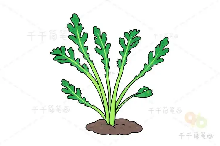 茼蒿简笔画画法