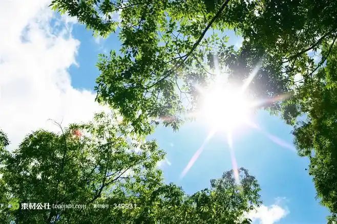仰视时刺眼的太阳高清图片,阳光图片素材
