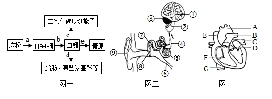 右图是反射弧的模式图请根据图示回答下列问题