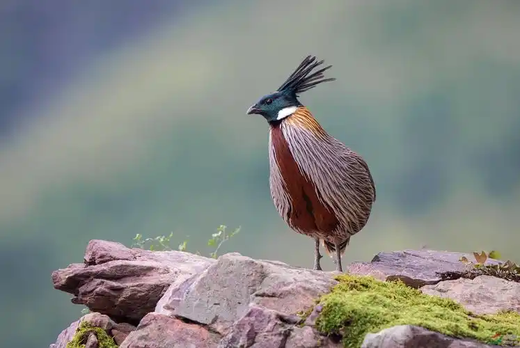 勺鸡荣获首页鸟类精华