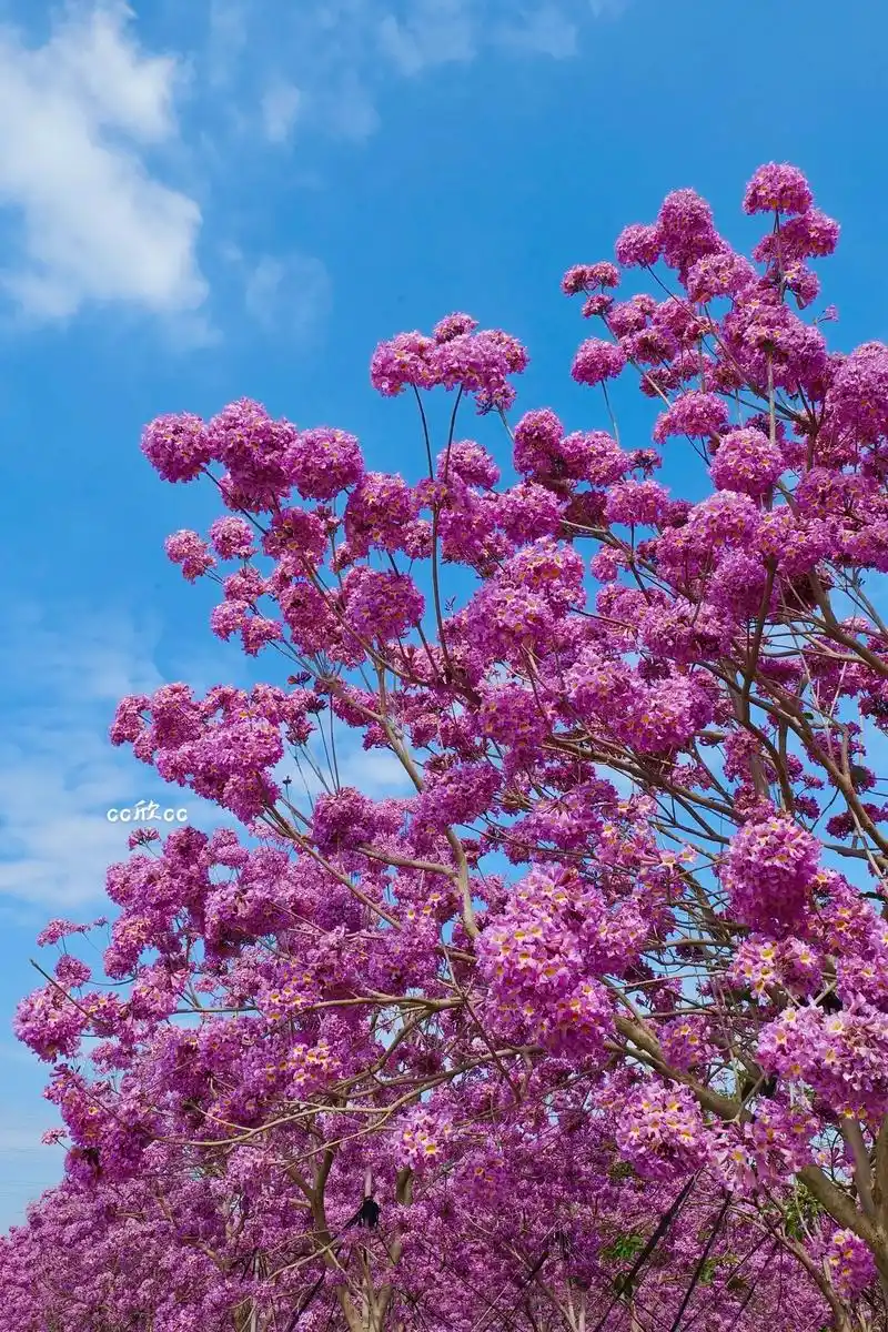 浪漫93紫色紫花风铃木94.#元宵节快乐 #赏花94听歌90 - 抖音