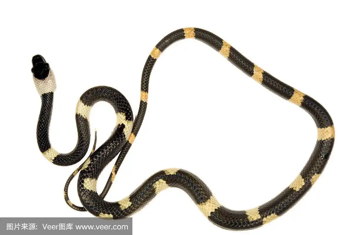 带状花蛇(oxyrhopus petola)