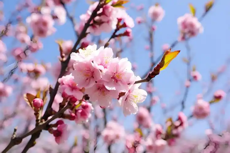 2024重庆垫江分州古城桃花季活动时间地点赏花攻略