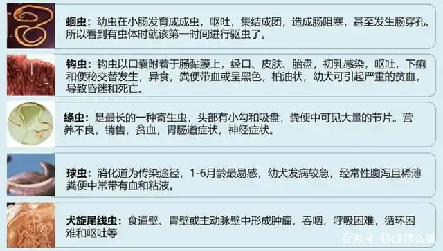 宠物驱虫知多少?