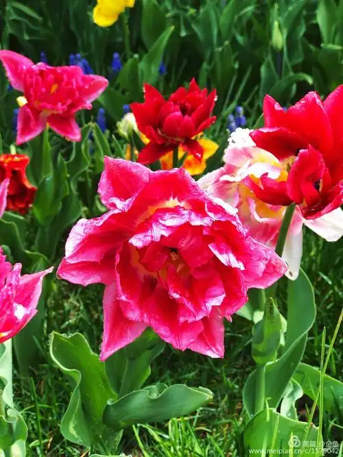 郁金香是世界名花,又名洋荷花,其矜持端庄的花姿,酒杯状鲜艳夺目的