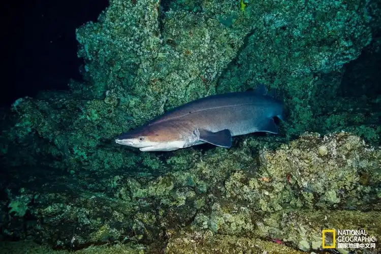 鲨鱼冷知识:六种罕见鲨鱼,你能认出几种?