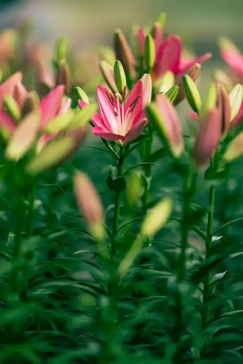 中秋出游最佳攻略——2021梅园百合花文化旅游节等你来打call