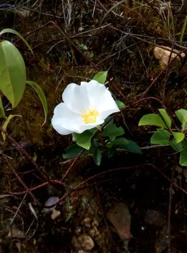 金樱花,攀援植物,茎有刺,叶革质,花期四月,田间路旁到处可见,儿时吃的