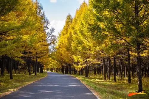 太美啦!九月塞罕坝 林海秋意浓