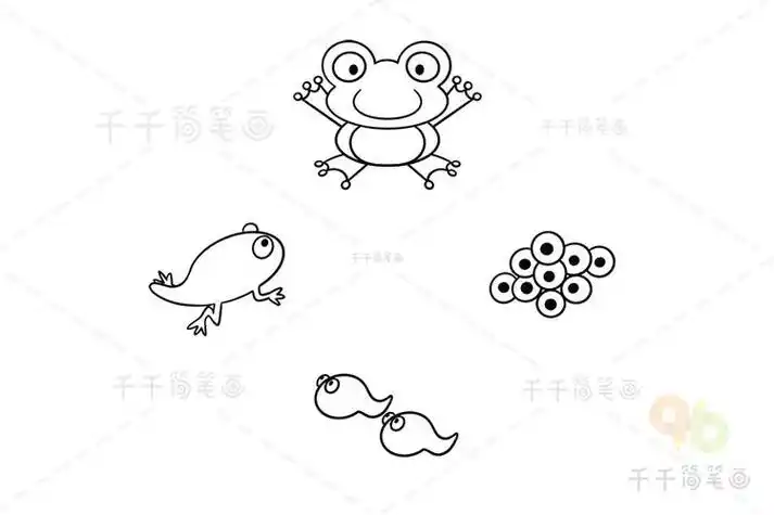 简笔画青蛙产卵变小蝌蚪小蝌蚪从卵变成青蛙的过程简笔画蝌蚪从卵到