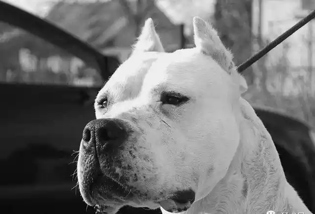 杜高犬训练,杜高犬幼犬图片,大量精美杜高犬图片