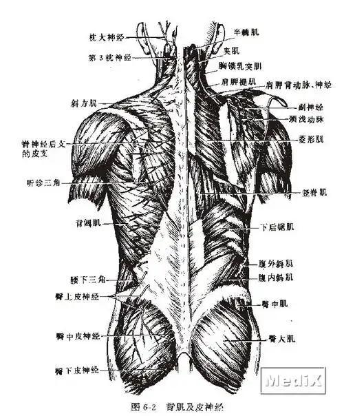 背肌及皮神经