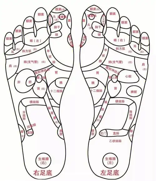 家长一定要知道脚底有两个长高穴